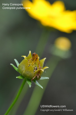 Coreopsis pubescens