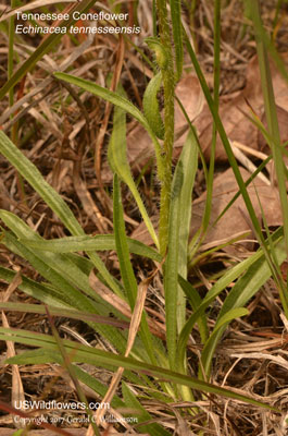 Echinacea tennesseensis